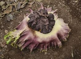 Amorphophallus titanum is endemic to sumatra. Bunga Bangkai Kembali Ditemukan Di Agam