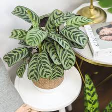 Image result for Calathea