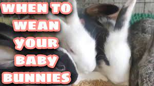 Weaning And Growing Out My Baby Rabbits Rabbit Farming Facts And Care Youtube