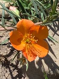 Image result for Talinum crispatulum