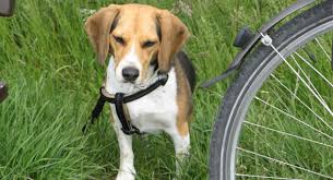 Hunde Und Fahrrad So Gewohnt Ihr Hunde Ans Zweirad Fello
