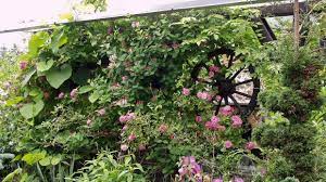 Weitere ideen zu kletterpflanzen, pflanzen, garten. Die 10 Eifrigsten Kletterpflanzen Fur Den Garten Garten Diybook At