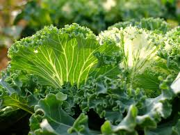 You can add perennial vegetables to borders and garden beds for visual appeal. List Of Perennial Vegetables To Grow By Zone Gardensall