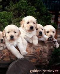 Our puppies are hand raised and country grown. Golden Retriever Buy Golden Retriever By Baldwin M L At Low Price In India Flipkart Com