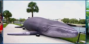 2026 International Ocean Film Festival Florida Tour