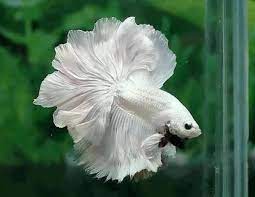 These two fish are closely related meaning that the needs and conditions of the tank are. Do Betta Fish Need A Heater And Filter In Their Tank Pethelpful