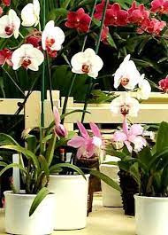 Pin By Charting Nature On Plants Orchid Care Orchids Beautiful Orchids