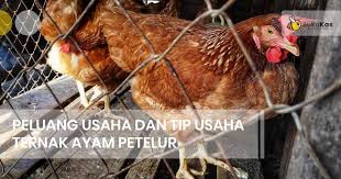 Ternak ayam petelur dapat anda jadikan pilihan. Peluang Usaha Dan Tips Penting Ternak Ayam Petelur