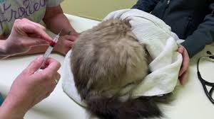 Its numerous applications often come in handy when you wish to treat your allergies, runny nose, common cold, skin rash, insomnia or motion sickness. Transdermal B12 For Cats How To Give A Cat A B12 Shot In Hind Leg Area Youtube