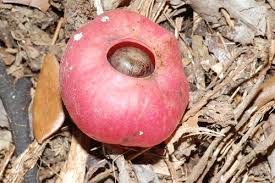 Image result for Hernandiaceae