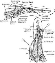 Anatomy atlas of the upper limb: Ligaments Of The Fingers Hand Orthobullets