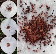 An Example Of Foraging And Burying Behavior Of Red Imported Fire Ants Download Scientific Diagram The red imported fire ant, solenopsis invicta, continues to spread across north carolina, in part because of favorable climate conditions that aid its natural spread as well as increased residential and industrial development red imported fire ant.