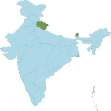 Image result for Indigofera cylindracea