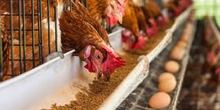 Apa saja manfaat kunyit bagi kesehatan? 11 Makanan Ayam Terbaik Dan Bernutrisi Tinggi Merdeka Com