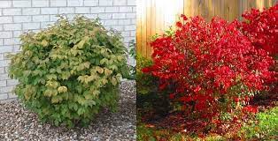 Burning Bush Burning Bush Plant Burning Bush Patio Plants