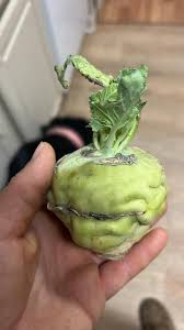 Image result for Oreophyton