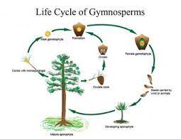 Some plants don't produce flowers and seeds. How Do Non Flowering Plants Reproduce Lovetoknow