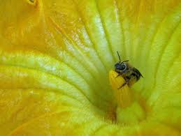 The female flower has an ovary, which looks like a little squash (which is what it does become) at the base.the lower example is the male, which is just on a stalk. Squash Bees Are Pollinating Your Pumpkins And Zucchini Ecoipm