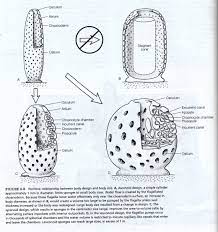 Pieces of a sponge may break off and then grow into a whole new sponge. Sponge Diagrams And Photos