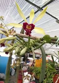 Image result for Vanilla imperialis