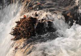 Image result for Inversodicraea