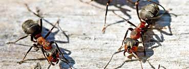 63085 highway 101 coos bay, or. Active Pest Control About Facebook