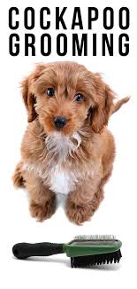 We did not find results for: Cockapoo Grooming What S The Best Way To Care For Your Dog