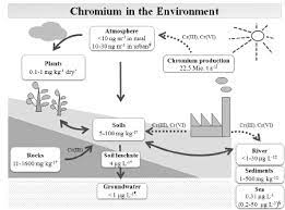General Distribution Of Chromium In The Environment Data From Blume Download Scientific Diagram