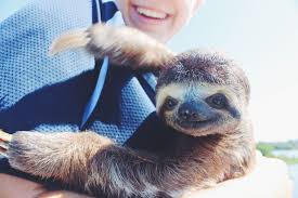 Sloth Time Cute Sloth Pictures Sloth Cute Animals
