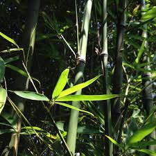 Image result for Bambusa vulgaris