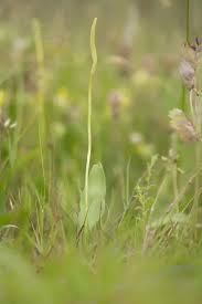 Image result for Ophioglossum vulgatum