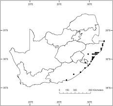 Image result for Isoglossa milanjiensis