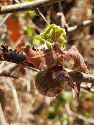 Image result for Commiphora africana