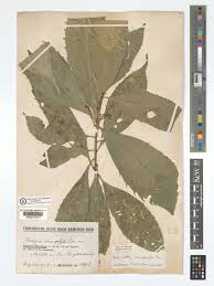 Image result for Argomuellera