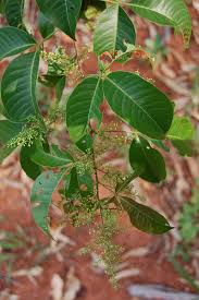 Image result for Searsia rogersii