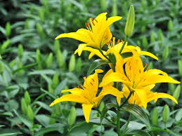 Many flowers do well in small containers and bring splashes of color to balcony container gardens. Stargazer Lily Plant Profile Hgtv