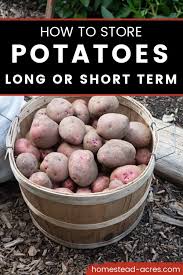 Potatoes are highly sensitive to the environment they're stored in. How To Store Potatoes Long Term Or Short Term Storage Homestead Acres