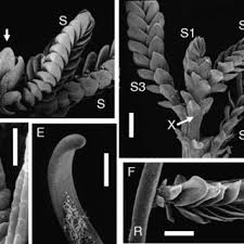 Image result for Tristicha