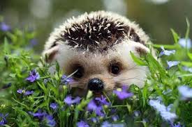 We did not find results for: The Most Cutest Animals In The World Home Facebook