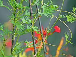 There are many annual flowering vines to choose from that can offer quick, colorful, temporary cover for garden structures. 10 Best Annual Flowering Vines For Your Garden