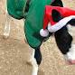 Christmas with the Cows