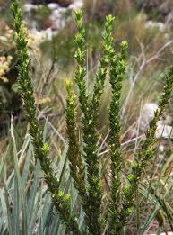 Image result for Phyllanthus mendesii