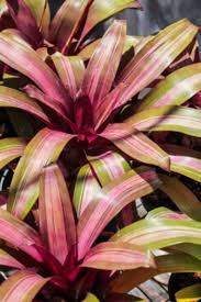 Image result for Brachystegia torrei