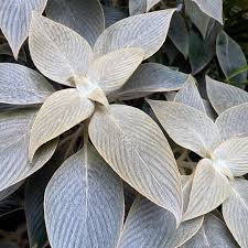 Image result for Strobilanthes