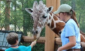 Birmingham Zoo In Mountain Brk Al Groupon