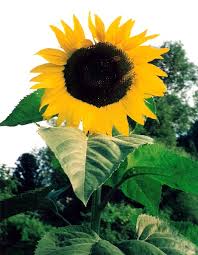 You should water when the soil around the plant is dry. How To Grow Giant Sunflower Plants Growing Sunflower From Seeds By The Gardener S Network