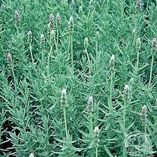 Image result for Lavandula dentata