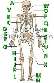 skeletal system crossword with diagram editable