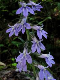Image result for Lobelia trullifolia