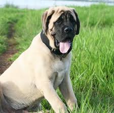 Each day, many new puppies are born, and people like you come here to find their new puppy. Mastiff Puppies For Sale Adoptapet Com